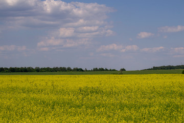 Fototapeta premium Yellow oilseed rape field under the blue sky with sun