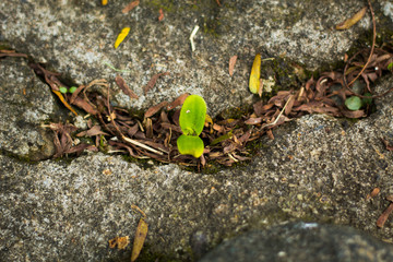 planta saliendo de una grieta