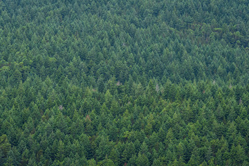 Hillside covered in evergreen trees as a green nature background