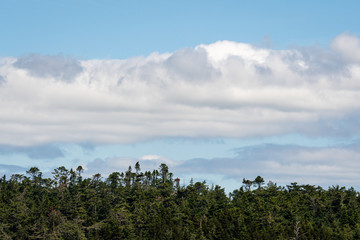 Nature background of blue sky and white puffy clouds, evergreen tree covered hill tops at the bottom, San Juan Islands