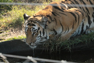white bengal tiger