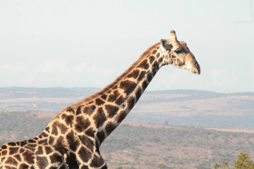 giraffe in africa