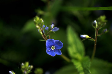 Macro of a blue speedwell flower