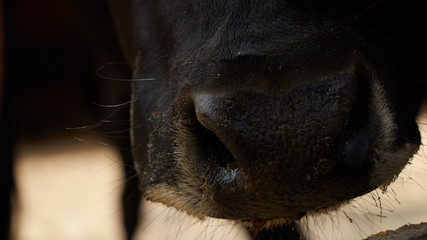 Black cow mouth detailed