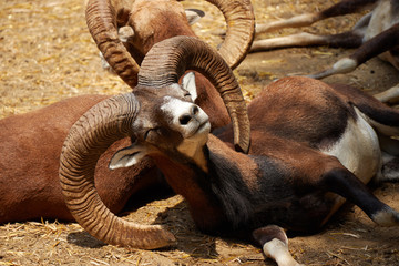 Close to a mouflon