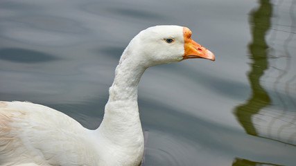 Goose on lake detailed