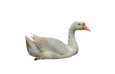 A white goose swiming isolated