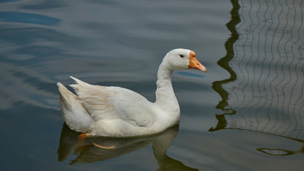 A white goose swiming