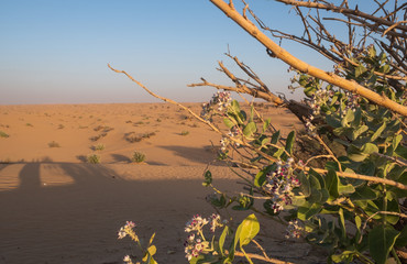 AL KHATIM DESERT-DUBAI/UNITED ARAB EMIRATES - MAY, 2019: Dune bashing with a 4x4 jeep © Сергій Вовк