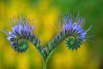 Flower garden purple with swirling inflorescence.