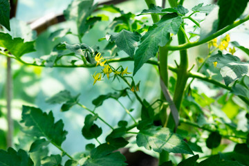 Closeup of a tomato bush that grows in a greenhouse. The color of the tomato. As the tomato grows in the garden, farm and teplilie. Agricultural cultivation of vegetables