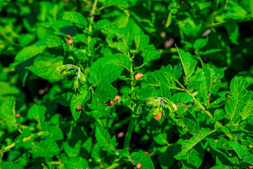 Close-up photo of beetles that eat leaves of new potatoes on the farm. Beetles are pests of potato harvest. Photo of young larvae of calorado beetles