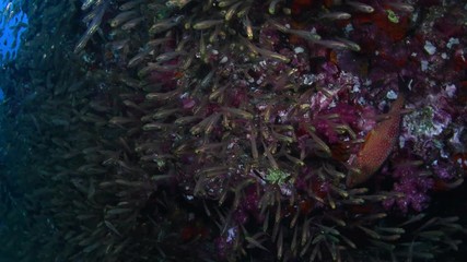 Shoal of Pygmy Sweeper, Parapriacanthus ransonneti in tropical coral reef