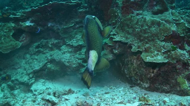 Titan Triggerfish, Balistoides viridescens closeup in Andaman sea