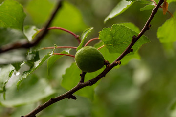 The ovary of the fruit apricot. Fruit development, initial phase. Green apricot ovary.