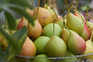 Fresh pears fruits with leaves in a glass vase close up