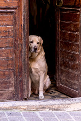 A dog sits outside the door