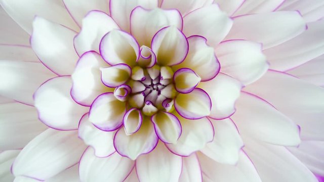 Blooming White Flower Macro Closeup. Studio Isolated Pink and White Dahlia