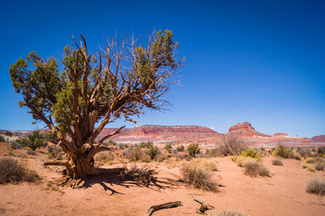 Desert Tree