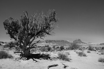 Desert B&W