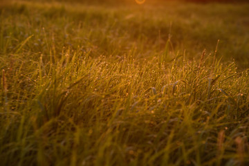 Early morning on the tips of the grass.