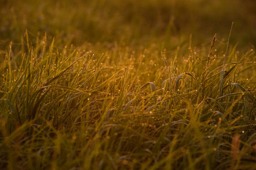 Early morning on the tips of the grass.