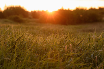 Early morning on the tips of the grass.