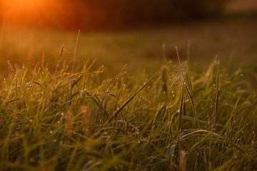 Early morning on the tips of the grass.