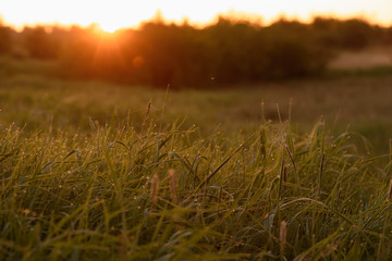 Early morning on the tips of the grass.