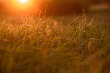 Early morning on the tips of the grass.