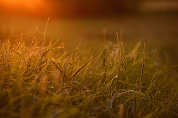 Early morning on the tips of the grass.