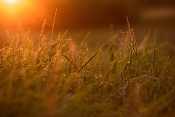 Early morning on the tips of the grass.