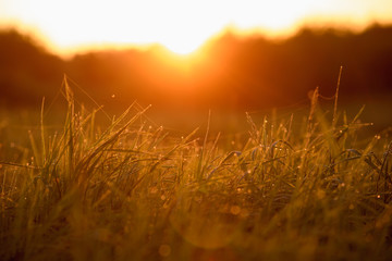 Early morning on the tips of the grass.