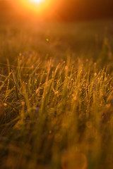 Early morning on the tips of the grass.