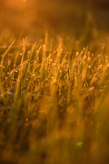Early morning on the tips of the grass.