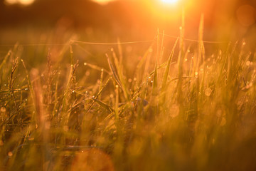 Early morning on the tips of the grass.