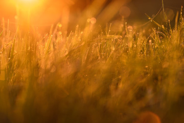 Early morning on the tips of the grass.