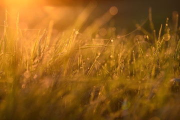 Early morning on the tips of the grass.