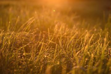 Early morning on the tips of the grass.