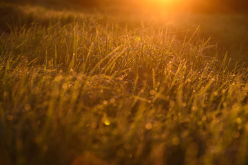 Early morning on the tips of the grass.