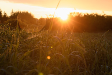 Early morning on the tips of the grass.