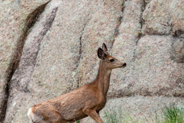 Eleven Mile Canyon Deer