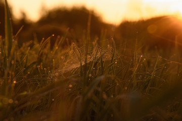 Early morning on the tips of the grass.