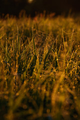Early morning on the tips of the grass.
