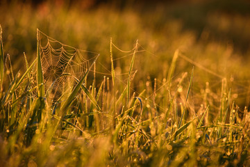 Early morning on the tips of the grass.