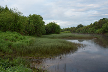 Fototapeta na wymiar Overgrown bank of the river