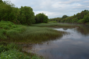 Overgrown bank of the river