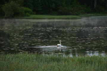 A white swan