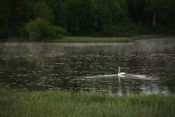 A white swan