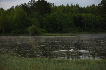 A white swan